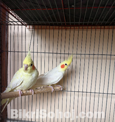 Lutino Cockatiel sell hobe